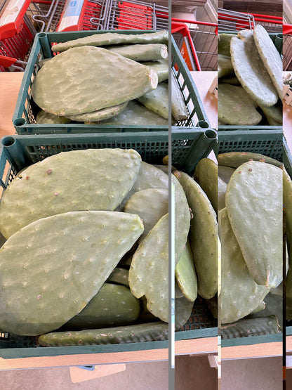 Opuntien - Feigenkaktus als Futterpflanze für Schildkröten