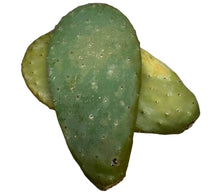 Opuntien