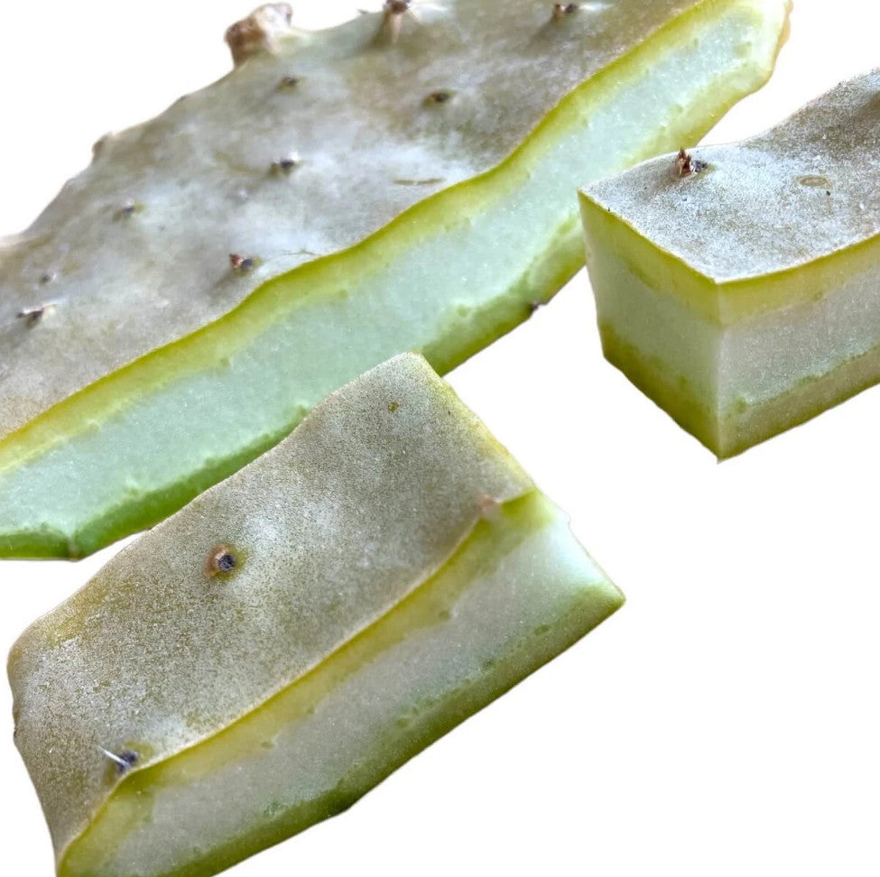 Opuntienblatt für Landschildkröten