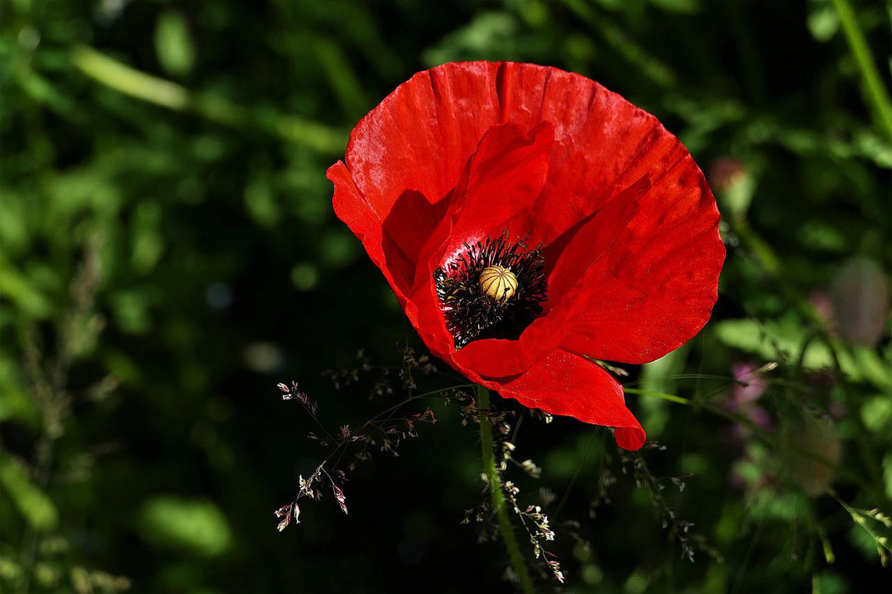 Papaver rhoeas - Saatgut