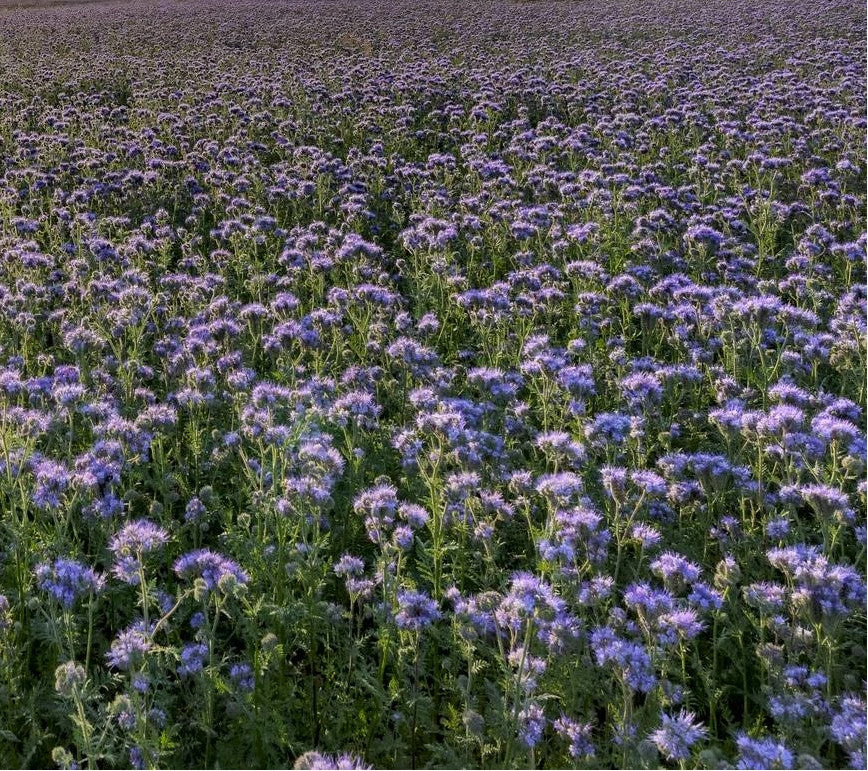 phacelia saatgut kaufen Büschelschön (Phacelia tanacetifolia) - Samen, Saatgut 5g – Schildkröten.de