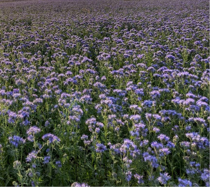 Phacelia tanacetifolia