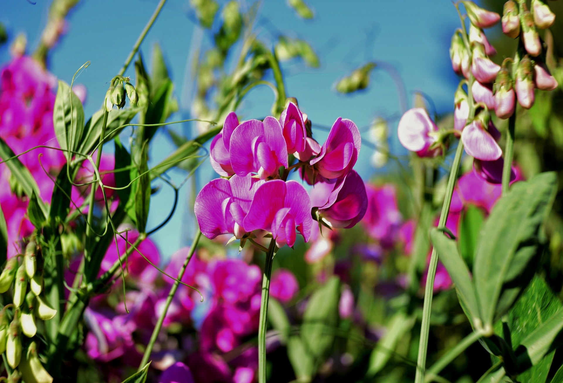 Platterbse, Lathyrus - Futter für Schildkröten