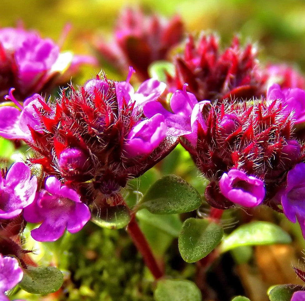 Prunella vulgaris