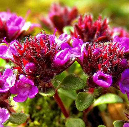 Prunella vulgaris