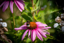 Purpur-Sonnenhut - Echinacea purpurea für Schildkröten