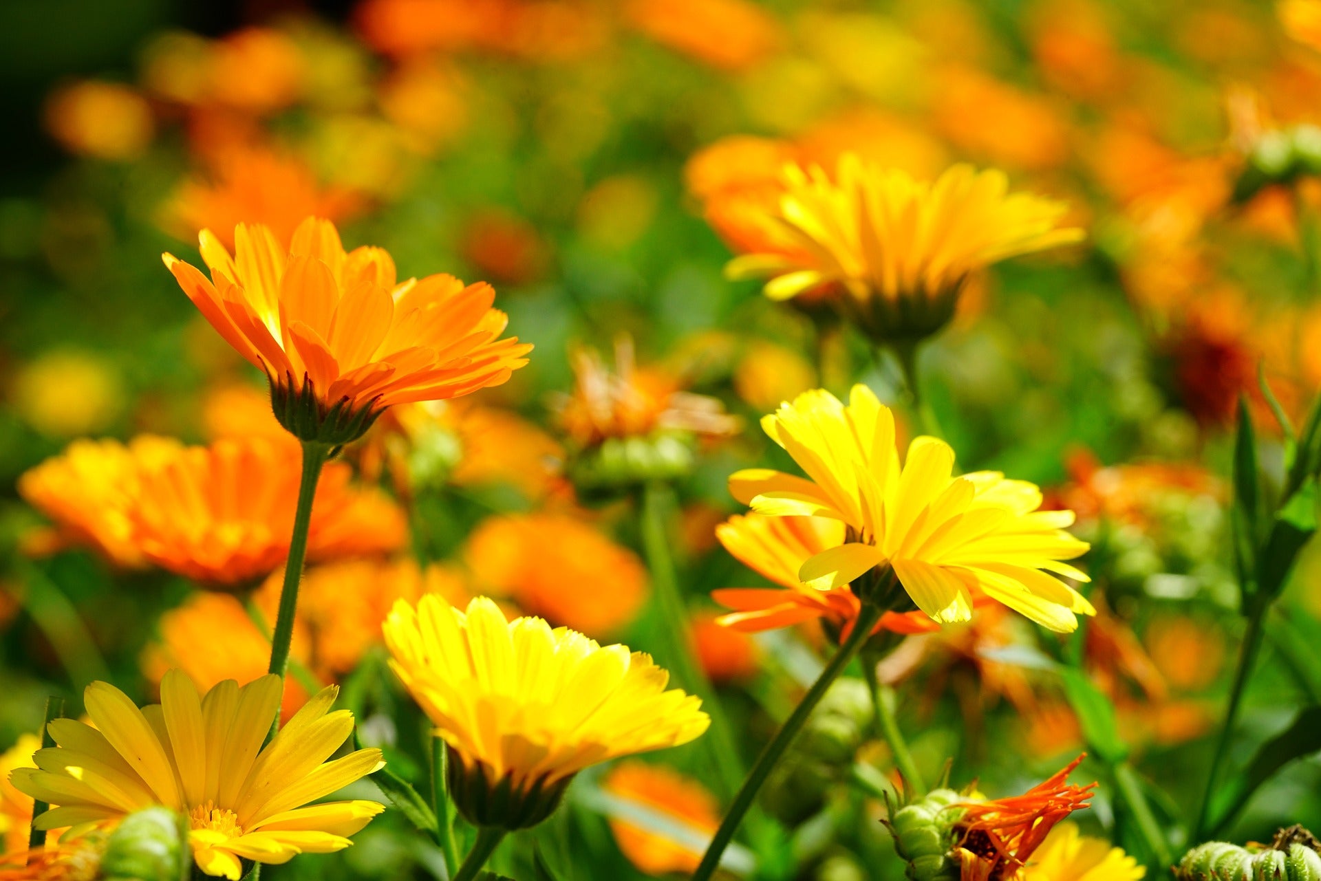 Ringelblume für Landschildkröten