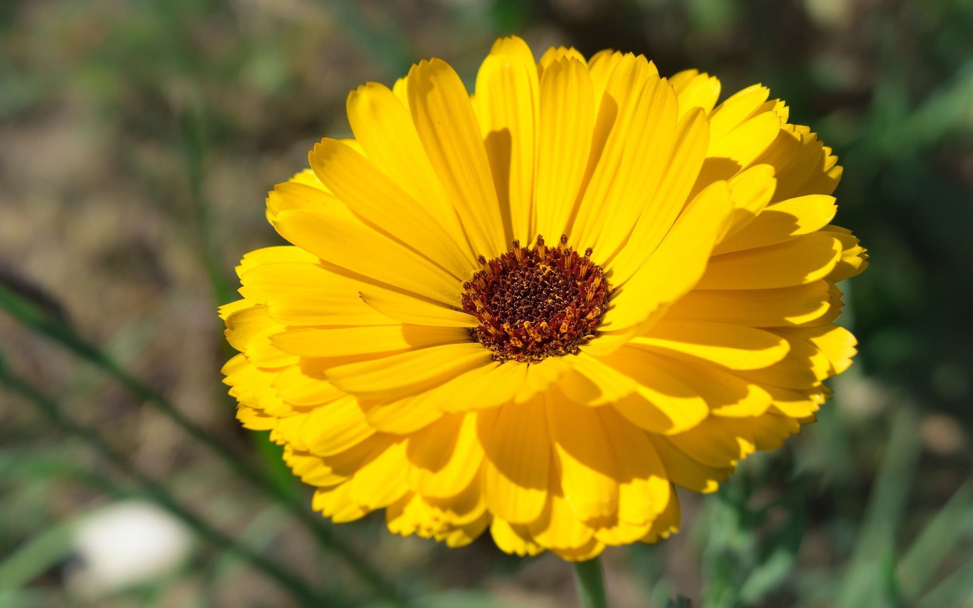 Ringelblume für Schildkröten