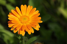 Ringelblumen als Futterpflanzen für Schildkröten sind gelb oder orange