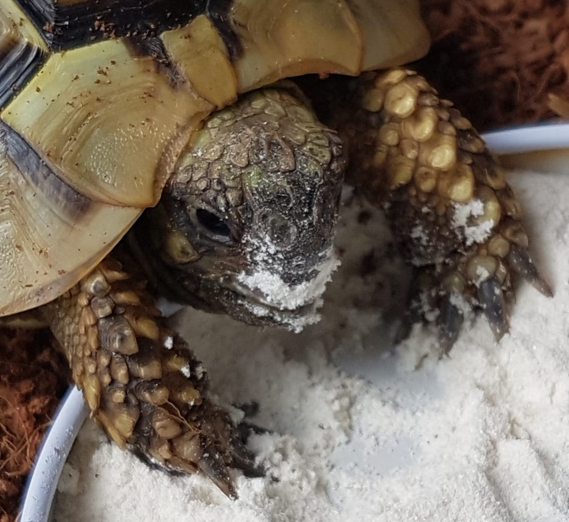 Schildkröte frisst Algenkalk