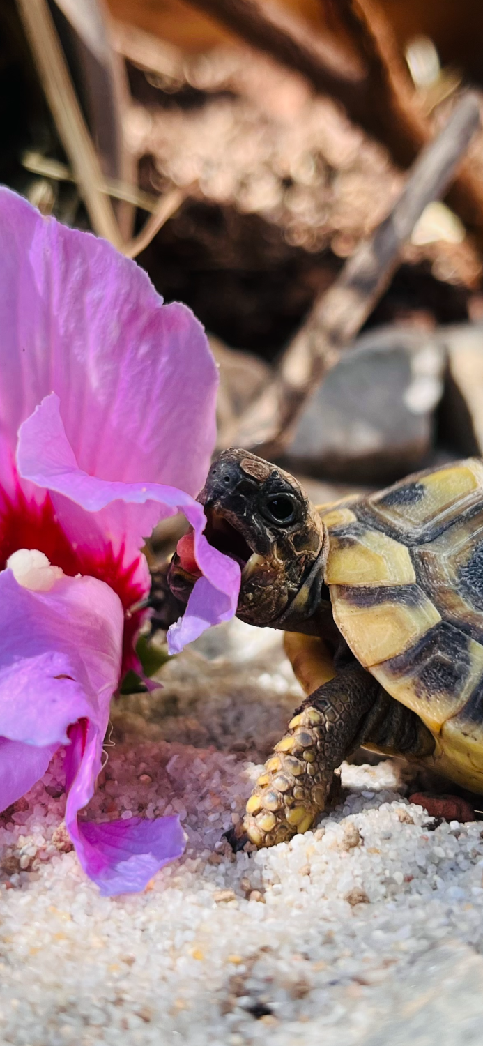 Schildkröte frisst Malve