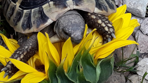 Schildkröte frisst eine Sonnenblume