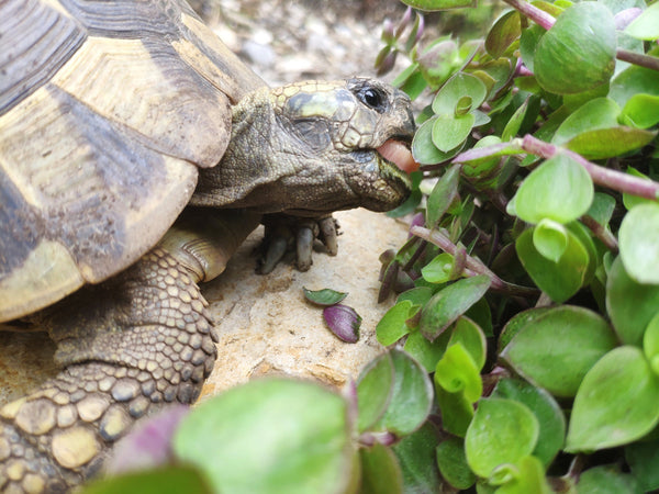 Schildkröten-Weibchen frisst Golliwoog