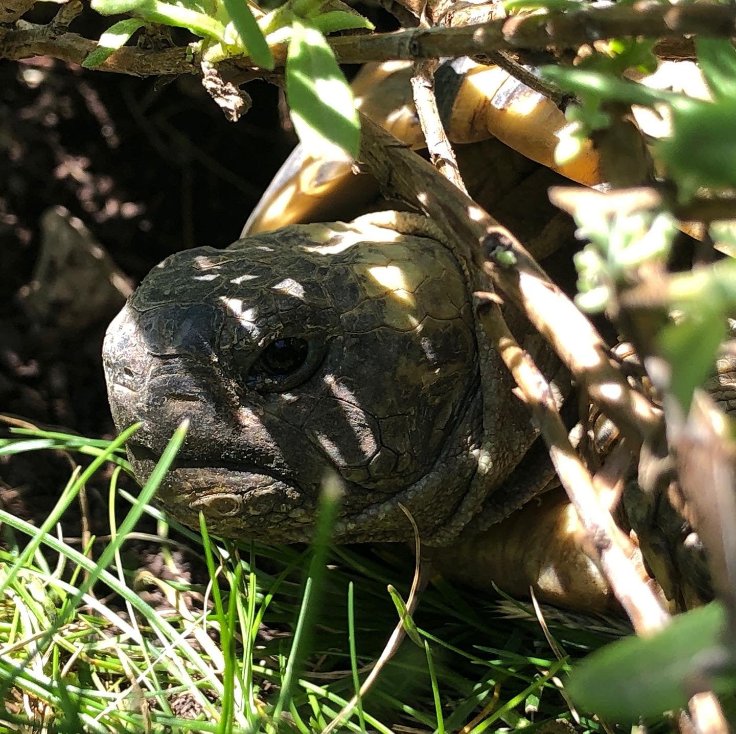 Schildkröte versteckt im Lavendel