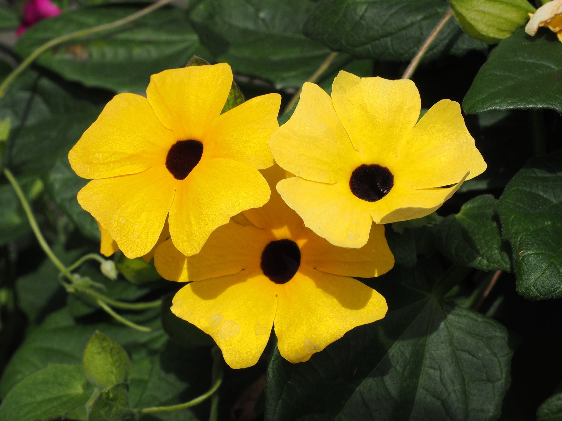 Schwarzäugige Susanne (Thunbergia alata) - Samen, Saatgut 0,5g –  Schildkröten.de