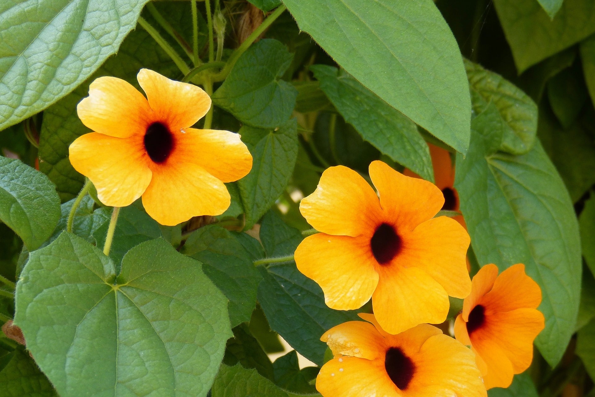 Schwarzäugige Susanne - Thunbergia alata