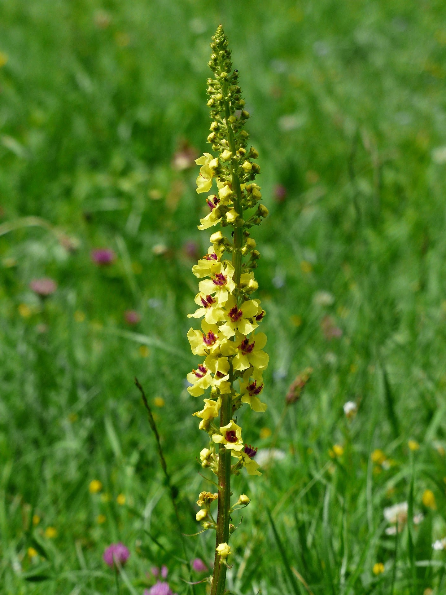 Schwarze Königskerze