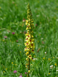 Schwarze Königskerze