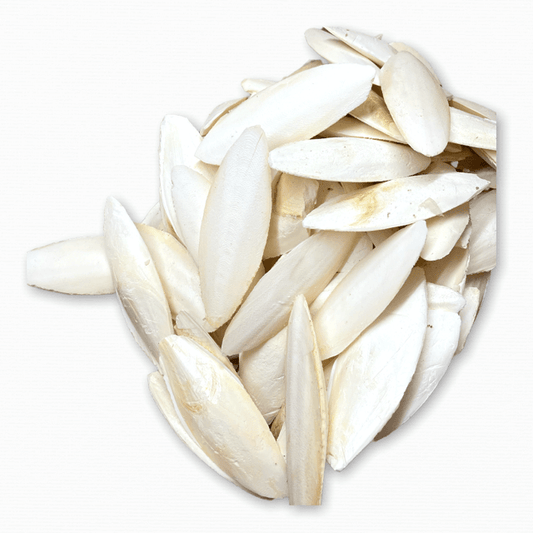 Sepia für Schildkröten