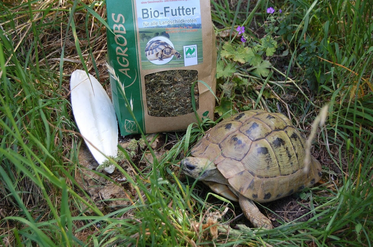 Sepiaschale mit Agrobs und Schildkröte