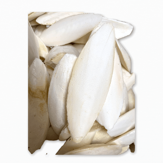 Sepiaschalen für Schildkröten