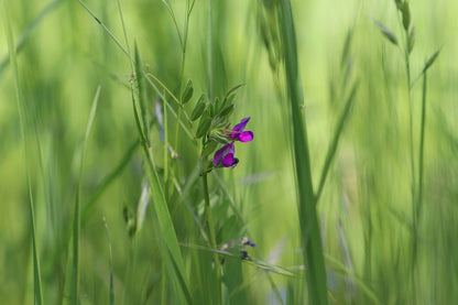 Sommerwicke - Vicia sativa - Futter für Landschildkröten