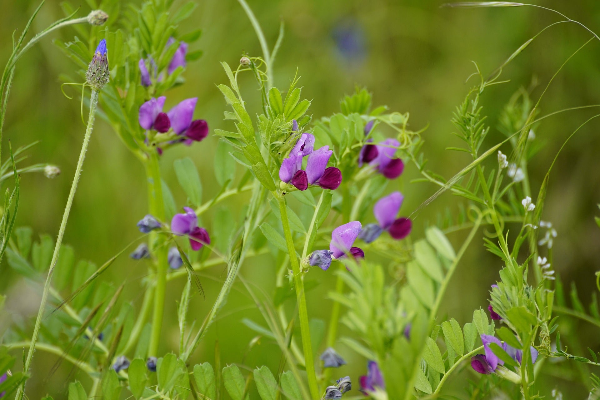 Sommerwicke - Vicia sativa