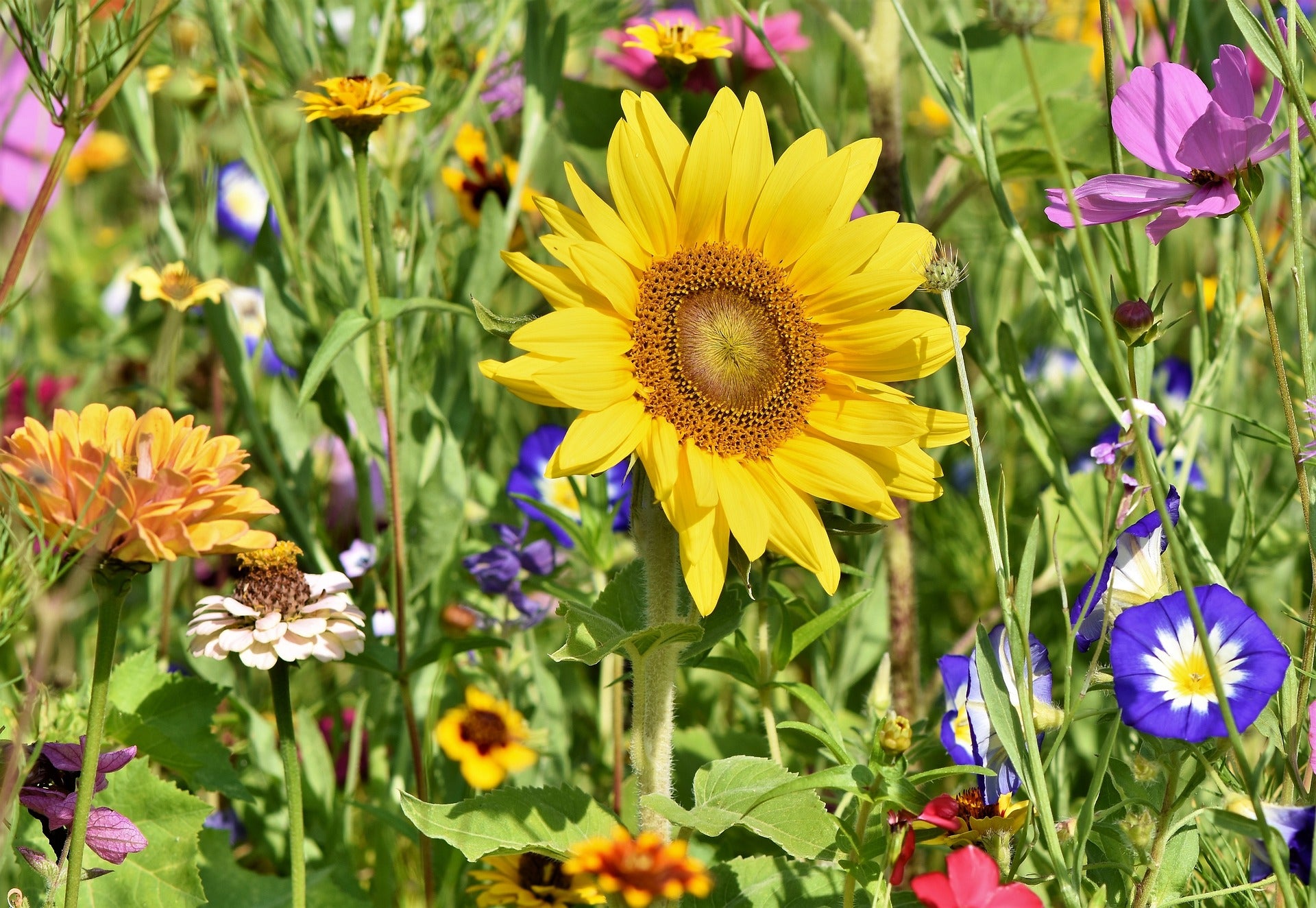 Sonnenblume (Helianthus annuus) - Samen, Saatgut 5g – Schildkröten.de