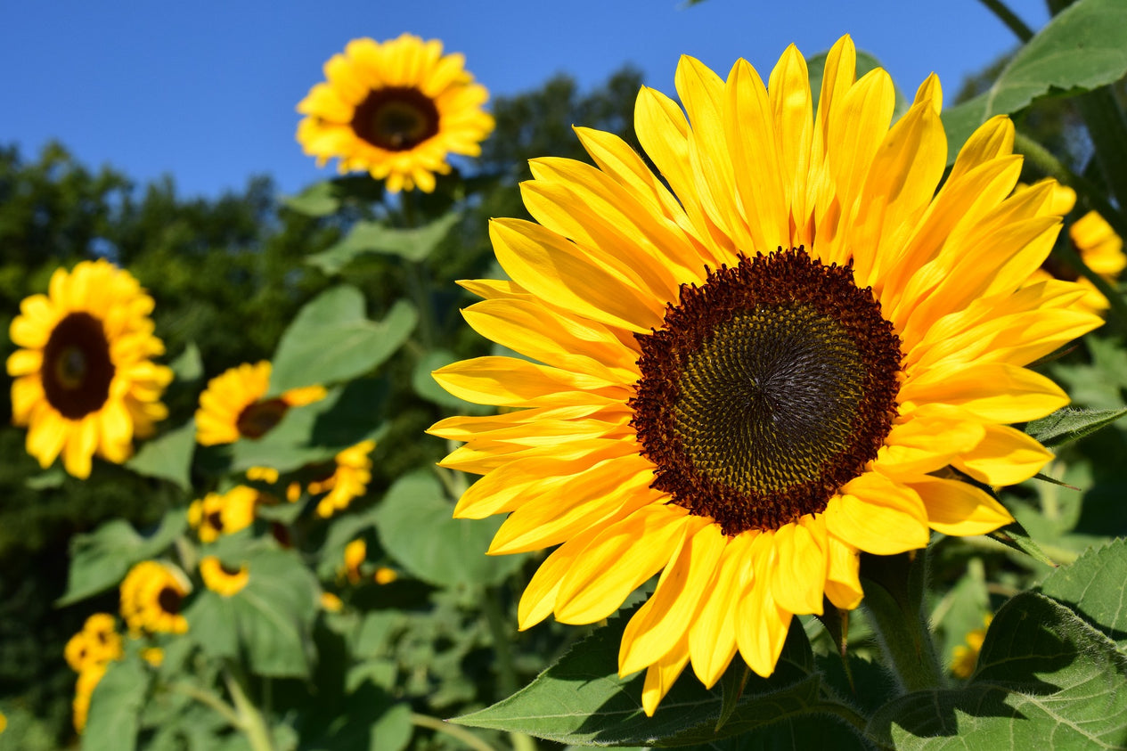 Sonnenblume - Helianthus annuus