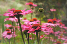 Sonnenhut - Echinacea purpurea - Futterpflanze für Landschildkröten