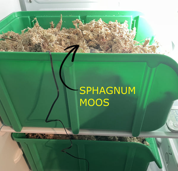 Sphagnum Moos zur Überwinterung von Schildkröten im Kühlschrank