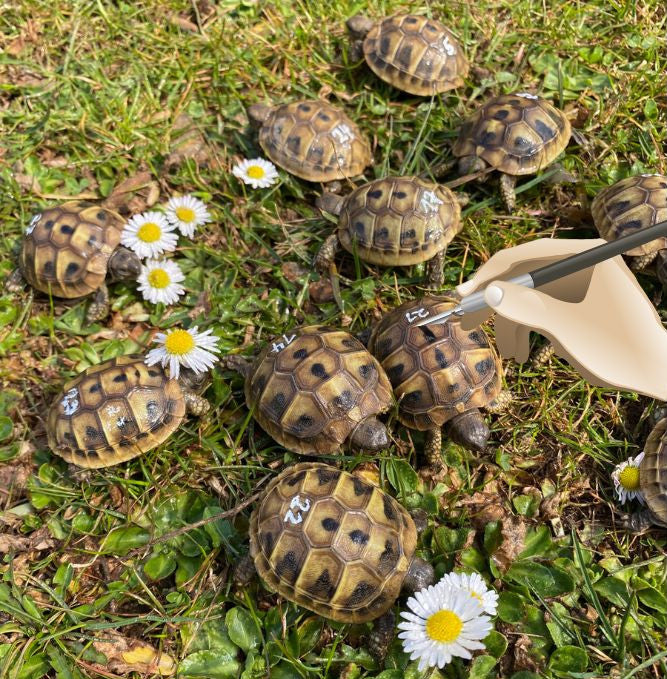 Stift für Schildkröten Babys