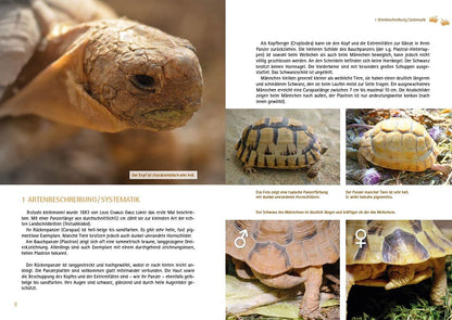 Testudo kleinmanni - Artenbeschreibung, Systematik