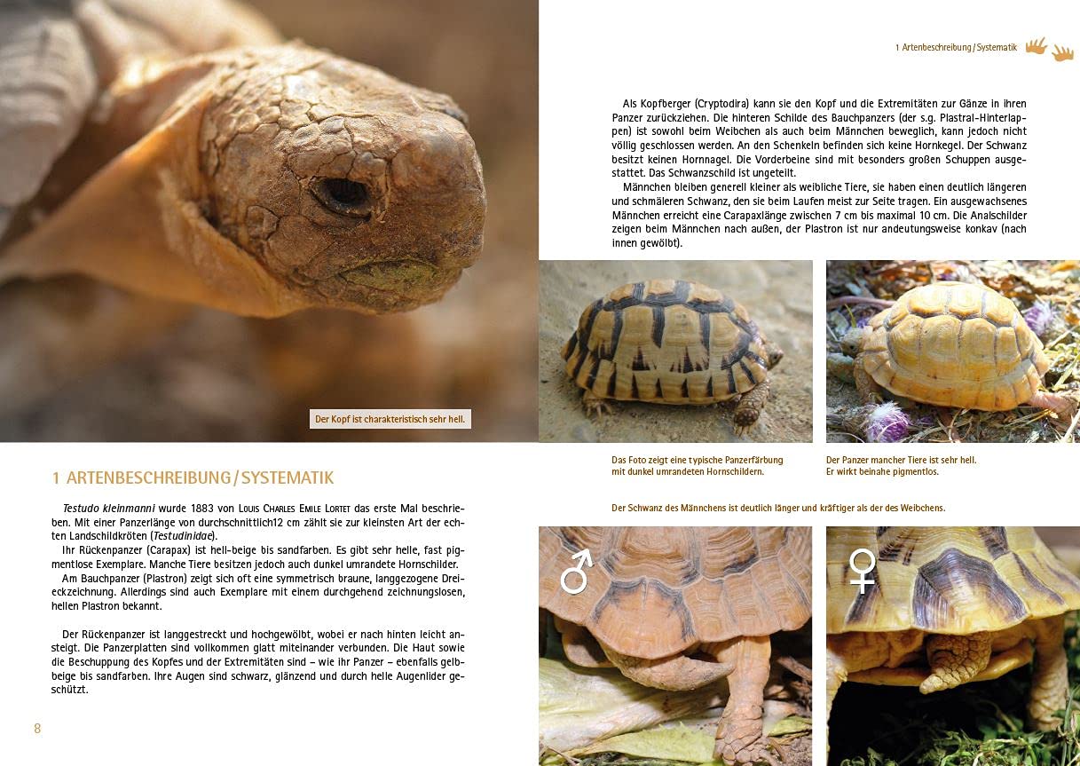 Testudo kleinmanni - Artenbeschreibung, Systematik