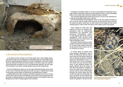 Testudo kleinmanni - Trockenruhe