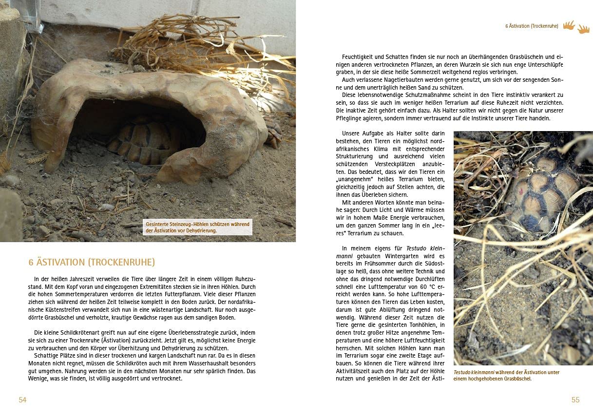 Testudo kleinmanni - Trockenruhe