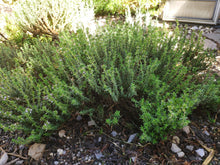 Thymus vulgaris blühend im Gehege