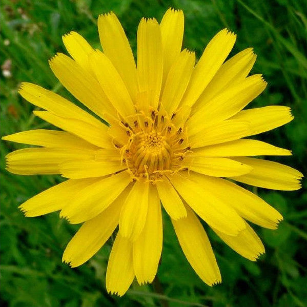 Tragopogon pratensis