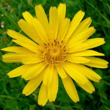 Tragopogon pratensis