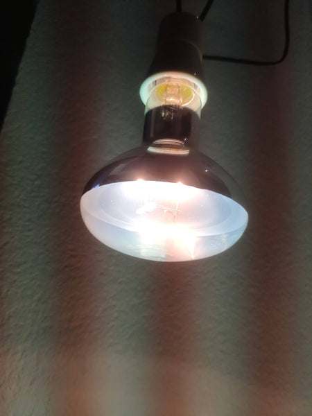 UV-Lampe für Schildkröten angeschaltet