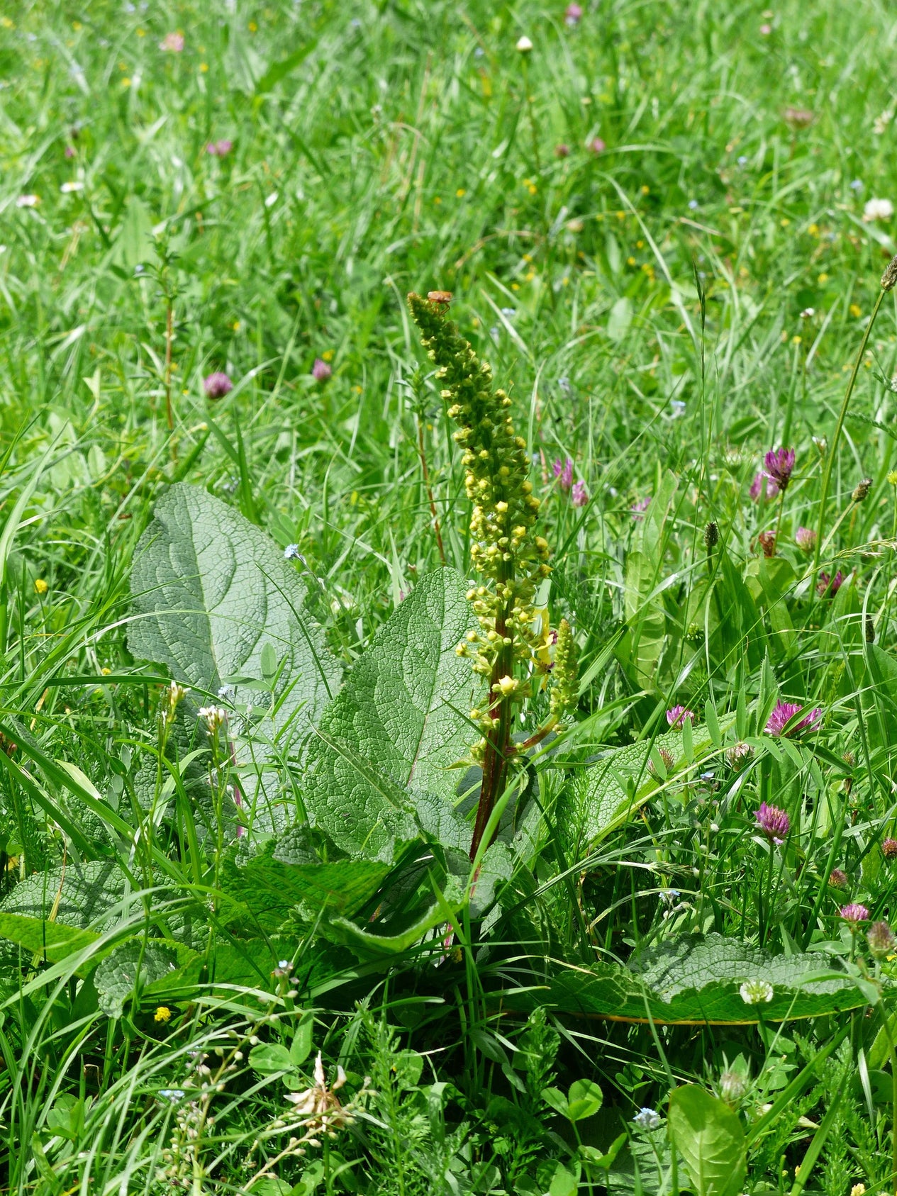 Verbascum nigrum
