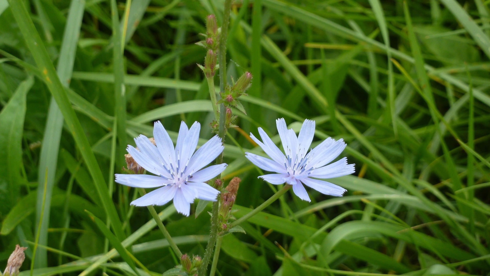 Wegwarte - Cichorium intybus