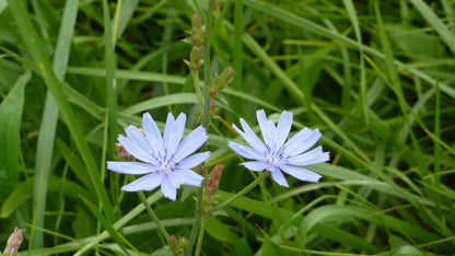 Wegwarte - Cichorium intybus