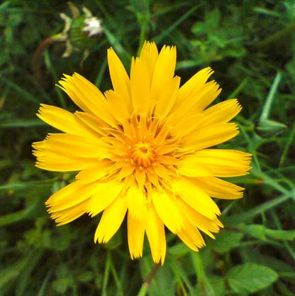 Wiesen-Bocksbart