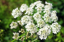 Wilde Möhre - Daucus carota