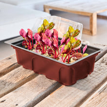 Zimmer-Treibhaus Mini