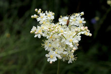 Nach Honig duftende Futterpflanze für Griechische Landschildkröten